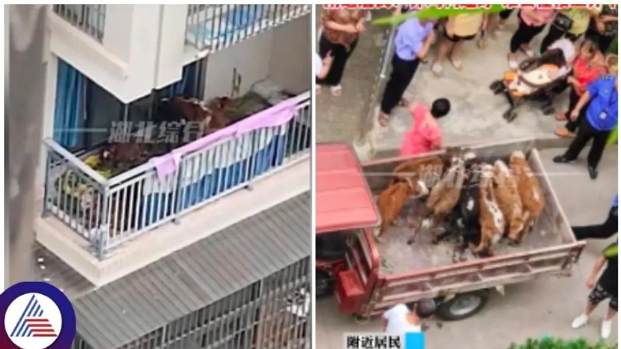 ಅಪಾರ್ಟ್‌ಮೆಂಟ್‌ ಐದನೇ ಮಹಡಿ ಬಾಲ್ಕನಿಯಲ್ಲಿ 7 ಹಸುಗಳನ್ನು ಸಾಕಿದ ವ್ಯಕ್ತಿ: ಮುಂದಾಗಿದ್ದು ಅವಾಂತರ 