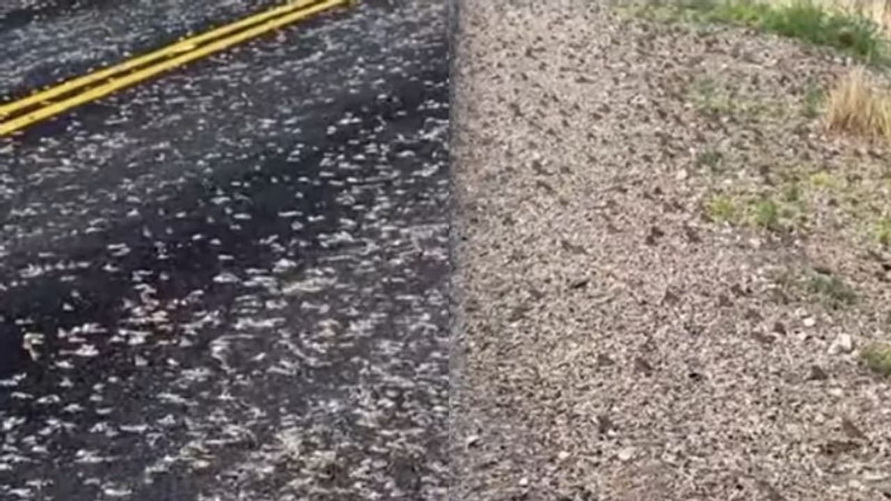 റോഡ് മുറിച്ചുകടക്കുന്ന പതിനായിരക്കണക്കിന് തവളകള്‍; അമ്പരപ്പിക്കുന്ന വീഡിയോ