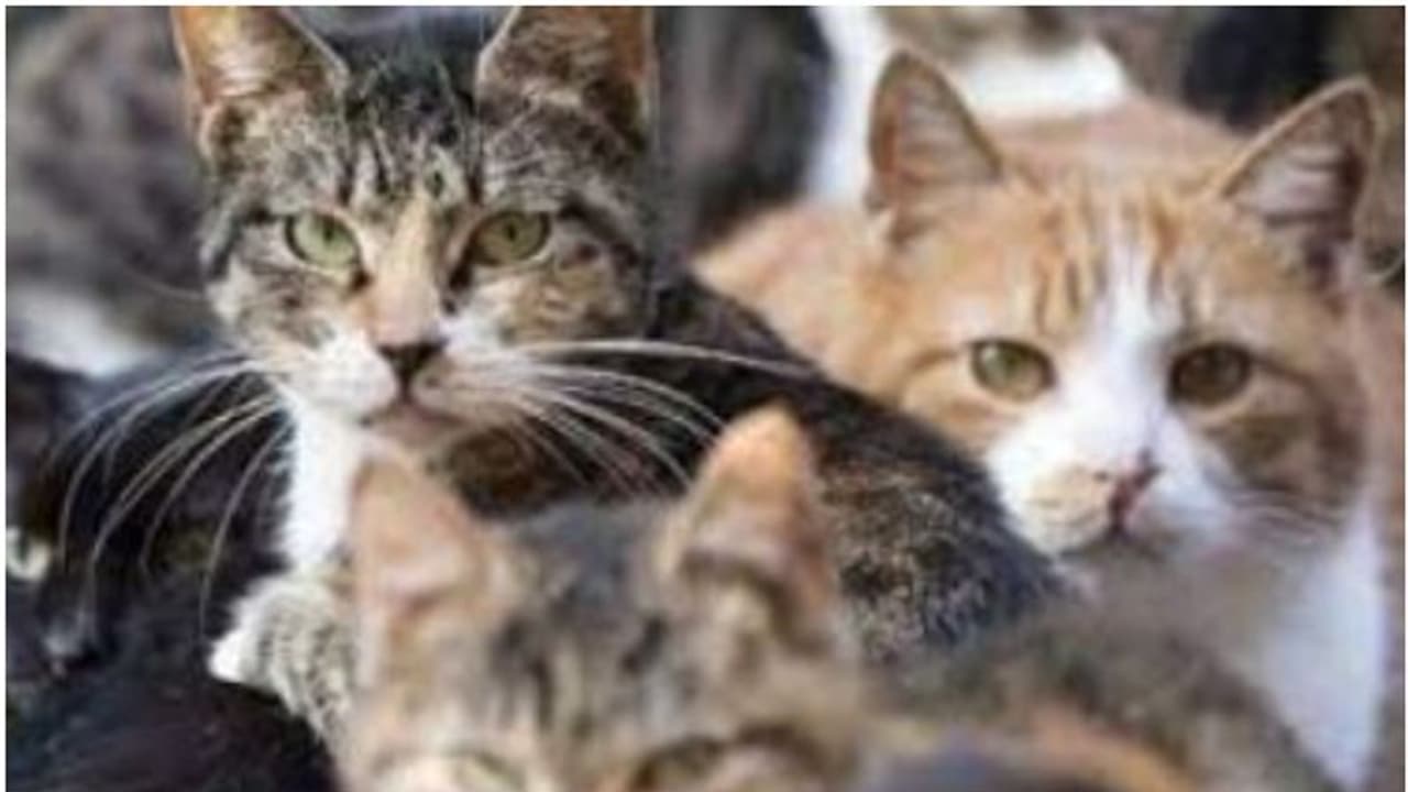 സൗദിയില്‍ വളർത്തുമൃഗങ്ങളെ പൊള്ളുന്ന വെയിലത്ത് വിട്ട് കഷ്ടപ്പെടുത്തിയാല്‍ കർശന നടപടി 