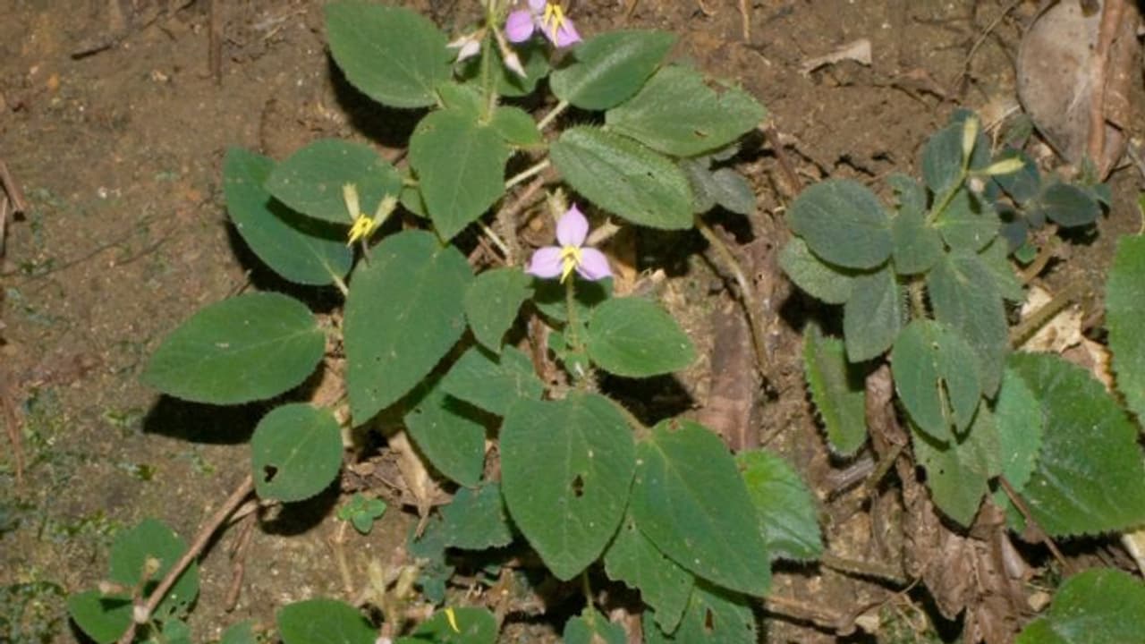 'സോണറില ലുന്ഡിനി'; അഗസ്ത്യമലയില് പുതിയൊരു 'പച്ച', കണ്ടെത്തിയത് കാലിക്കറ്റിലെ ഗവേഷകര് 'സോണറില ലുന്ഡിനി'; അഗസ്ത്യമലയില് പുതിയൊരു 'പച്ച', കണ്ടെത്തിയത് കാലിക്കറ്റിലെ ഗവേഷകര്