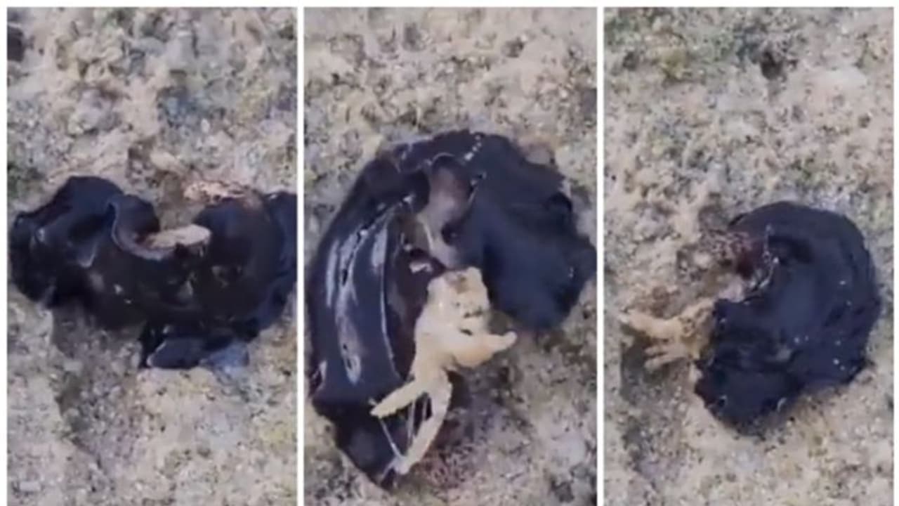 'അയ്യോ... ഇതെന്ത് ജീവി?'; ഞണ്ടിനെ വിഴുങ്ങാന് ശ്രമിക്കുന്ന നിഗൂഢ സമുദ്രജീവിയെ കണ്ട് അമ്പരന്ന് നെറ്റിസണ്സ് ! 'അയ്യോ... ഇതെന്ത് ജീവി?'; ഞണ്ടിനെ വിഴുങ്ങാന് ശ്രമിക്കുന്ന നിഗൂഢ സമുദ്രജീവിയെ കണ്ട് അമ്പരന്ന് നെറ്റിസണ്സ് !