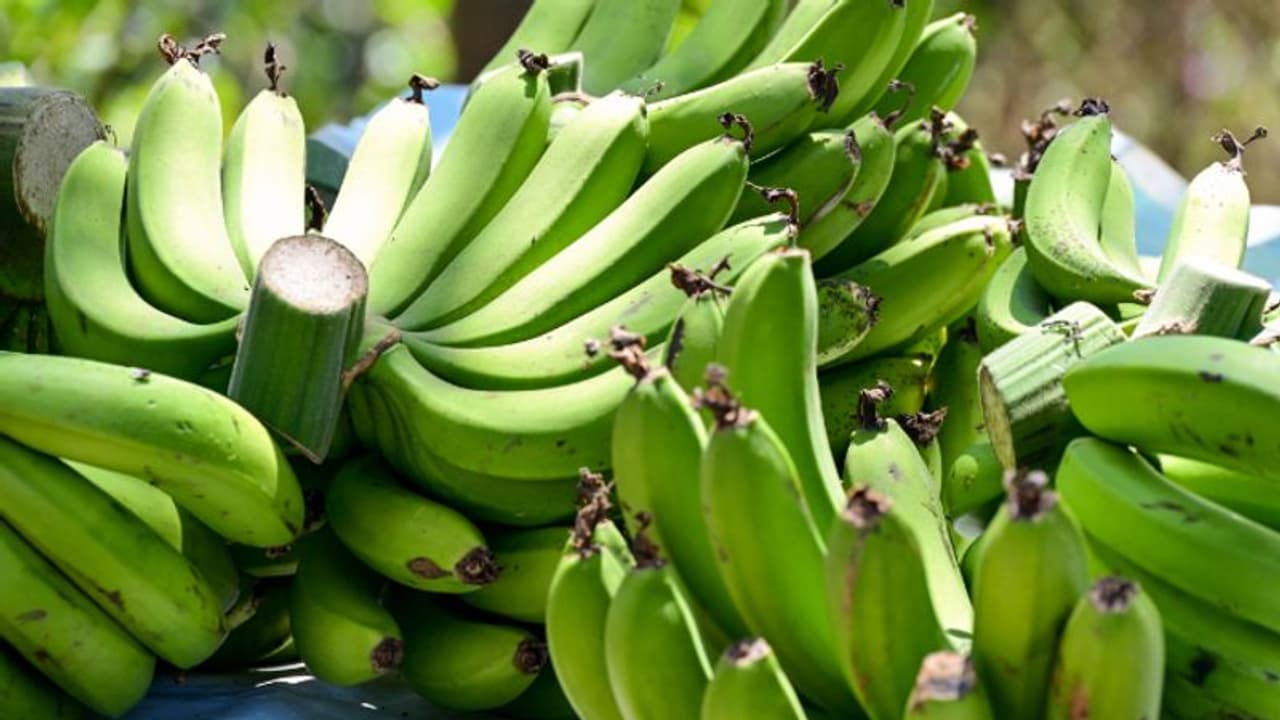 அடடா.. பச்சை வாழைப்பழம் சாப்பிட்டால் இவ்வளவு நன்மைகள் கிடைக்குமா..?!