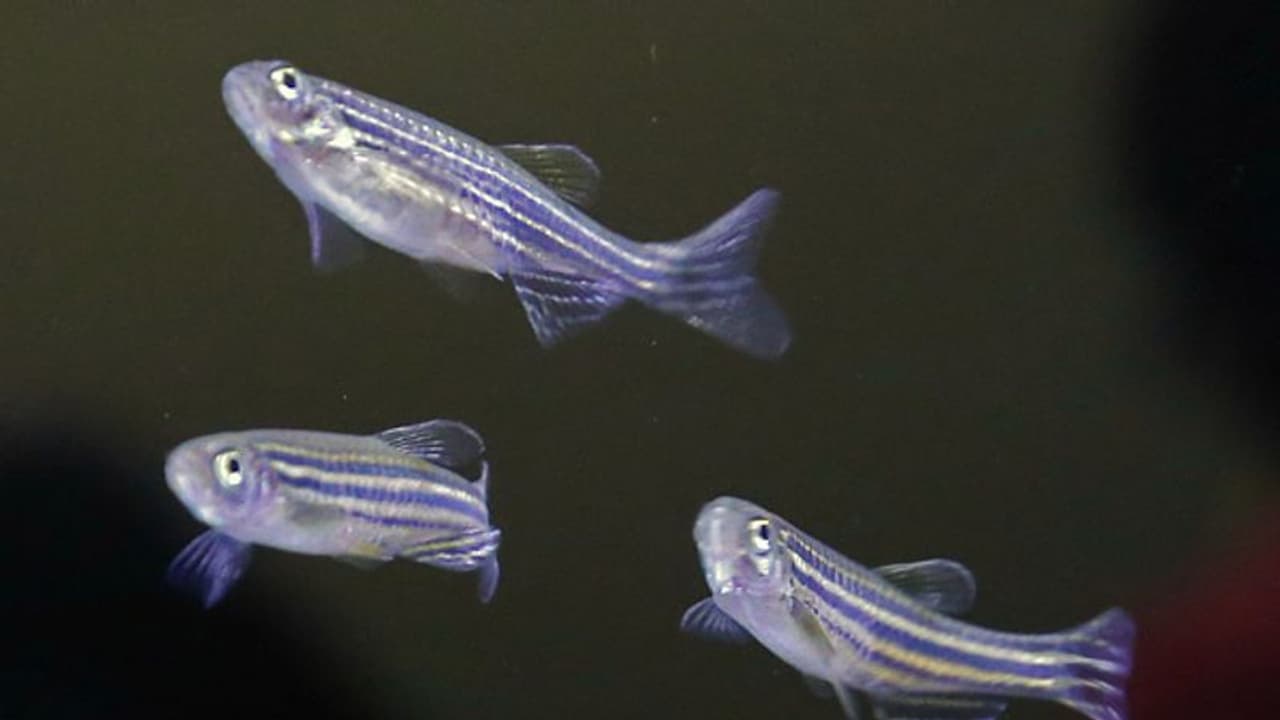 ബഹിരാകാശ യാത്രികര്ക്ക് അസ്ഥിക്ഷയം സംഭവിക്കുന്നതെന്ത് കൊണ്ട്? സീബ്രാഫിഷിനെ ബഹിരാകാശത്തേക്ക് അയയ്ക്കാൻ ചൈന ബഹിരാകാശ യാത്രികര്ക്ക് അസ്ഥിക്ഷയം സംഭവിക്കുന്നതെന്ത് കൊണ്ട്? സീബ്രാഫിഷിനെ ബഹിരാകാശത്തേക്ക് അയയ്ക്കാൻ ചൈന