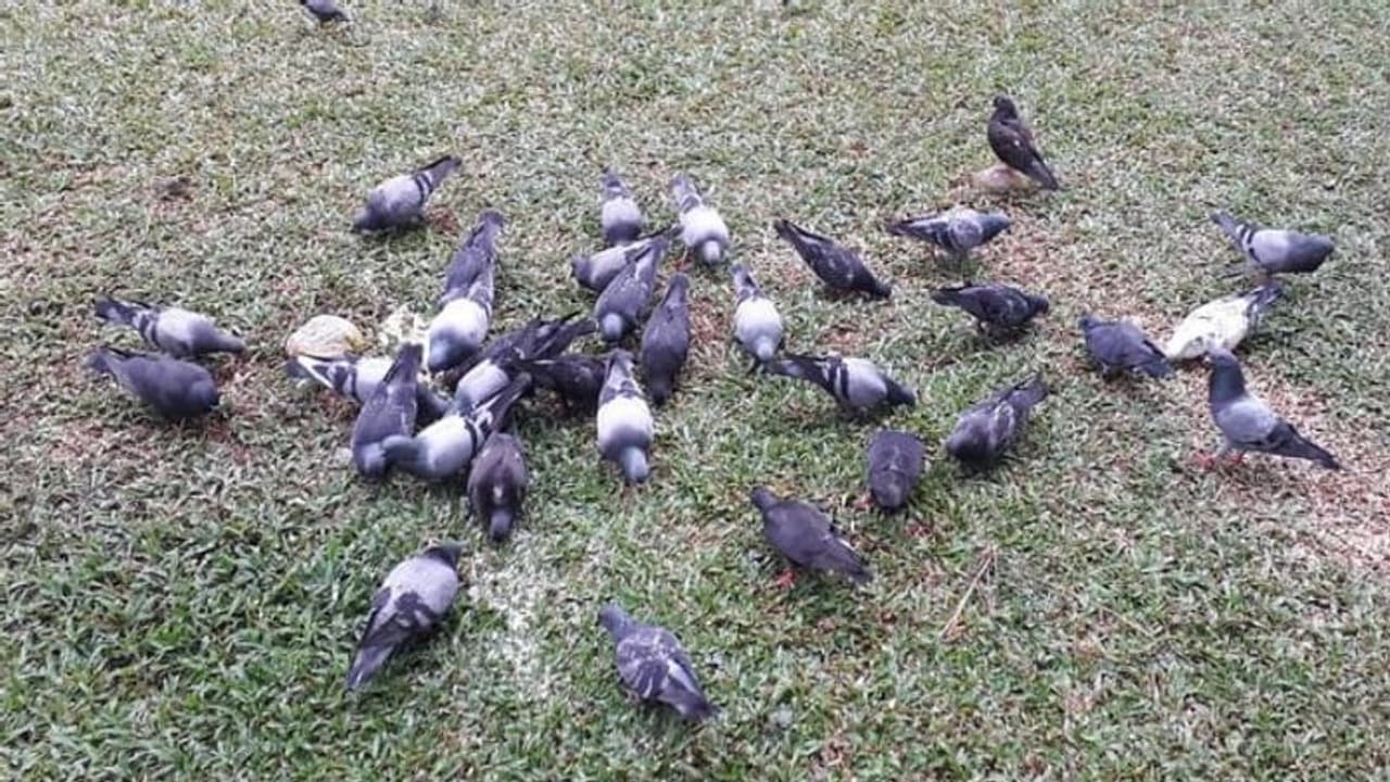 புறாவுக்கு தீனி போட்டா குற்றமா? ராஜேந்திரனுக்கு 29,000 ரூபாய் அபராதம் விதித்த அரசு முழு விவரம்! புறாவுக்கு தீனி போட்டா குற்றமா? ராஜேந்திரனுக்கு 29,000 ரூபாய் அபராதம் விதித்த அரசு முழு விவரம்!