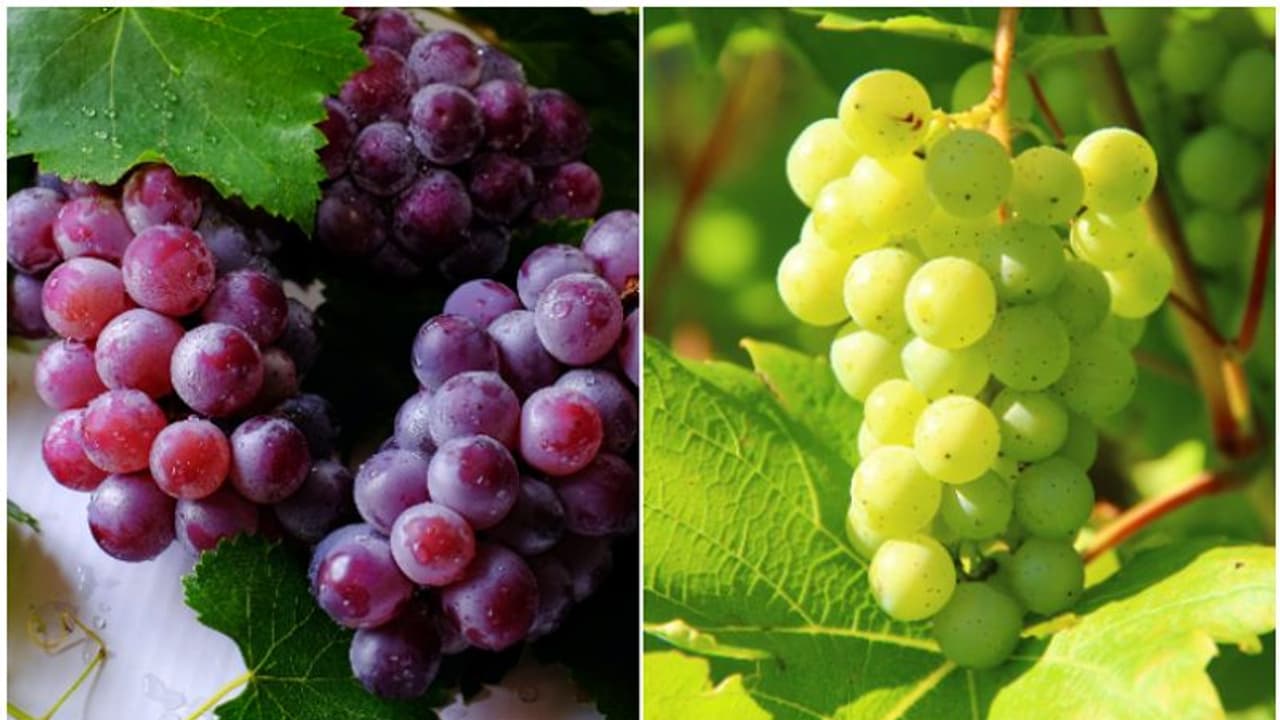 From Heart Health to Brain Health: Know the bountiful benefits of Grapes