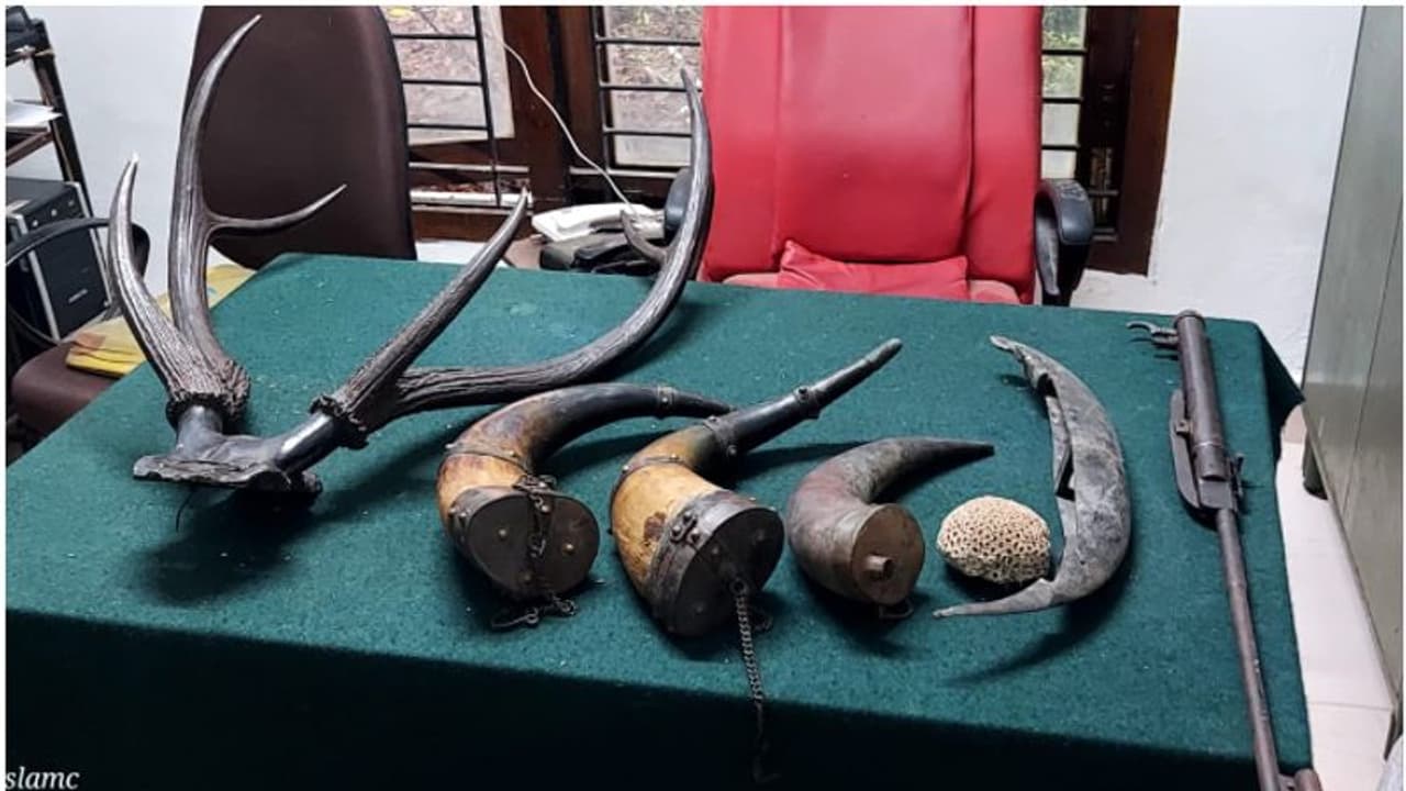 വാടക വീട്ടിൽ നിന്ന് വനം വകുപ്പ് പിടിച്ചത് പവിഴപ്പുറ്റും കാട്ടുപോത്തിന്റെയും മലമാനിന്റെയും കൊമ്പുകളും വാടക വീട്ടിൽ നിന്ന് വനം വകുപ്പ് പിടിച്ചത് പവിഴപ്പുറ്റും കാട്ടുപോത്തിന്റെയും മലമാനിന്റെയും കൊമ്പുകളും