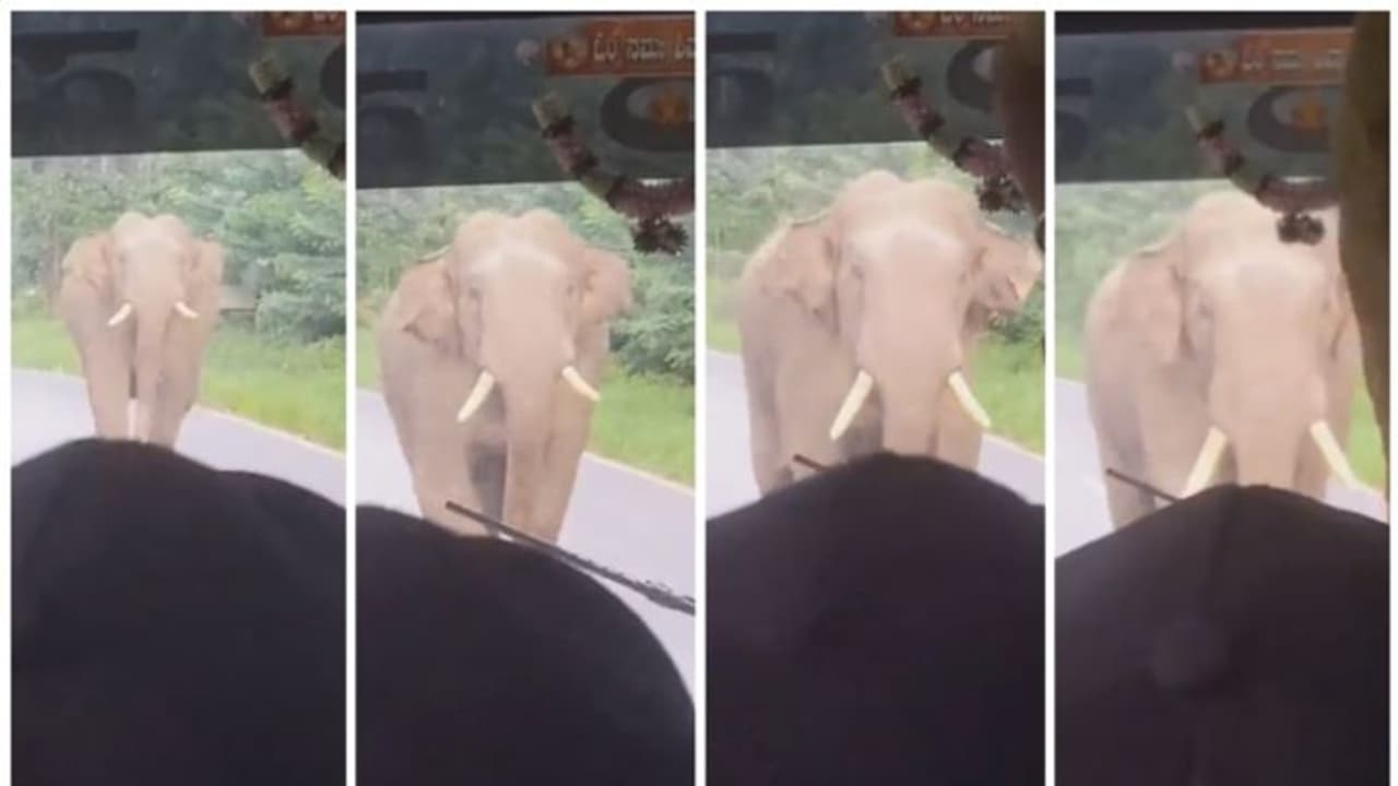 ബസിന് നേരെ ഛിന്നം വിളിച്ച് പാഞ്ഞടുക്കുന്ന കൊമ്പനാന; രക്തം മരവിച്ച് പോകുന്ന ദൃശ്യത്തിന്റെ വൈറല് വീഡിയോ ! ബസിന് നേരെ ഛിന്നം വിളിച്ച് പാഞ്ഞടുക്കുന്ന കൊമ്പനാന; രക്തം മരവിച്ച് പോകുന്ന ദൃശ്യത്തിന്റെ വൈറല് വീഡിയോ !