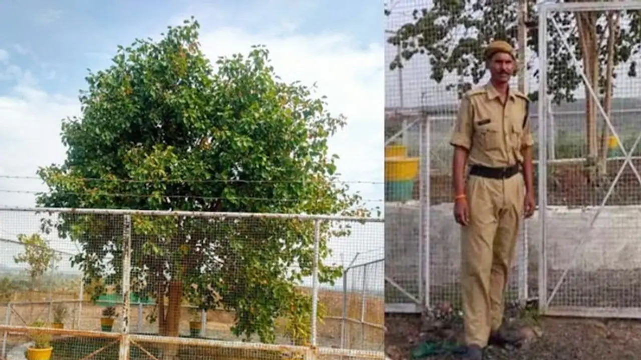 Rs 12 lakh to maintain India's first 'VVIP tree': Fascinating story of a sacred peepal tree in MP's Salamatpur Rs 12 lakh to maintain India's first 'VVIP tree': Fascinating story of a sacred peepal tree in MP's Salamatpur