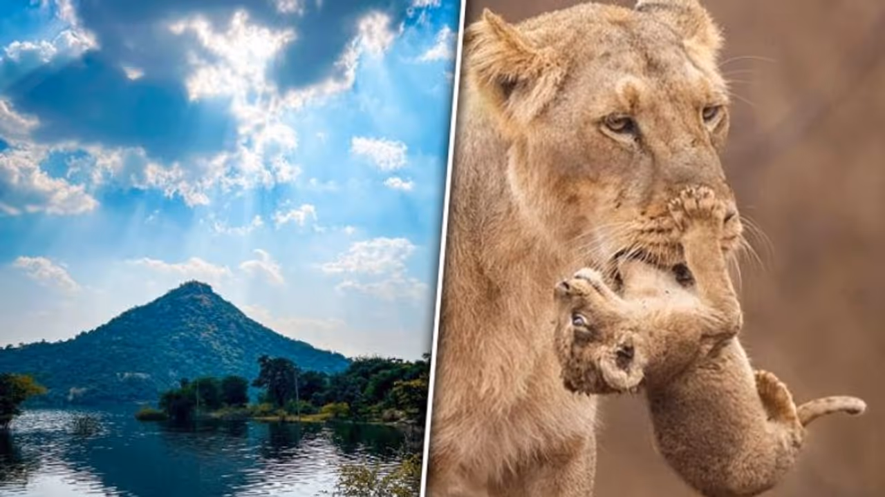 Gir national park to Jessore sloth bear sanctuary: Wildlife odyssey of Gujarat