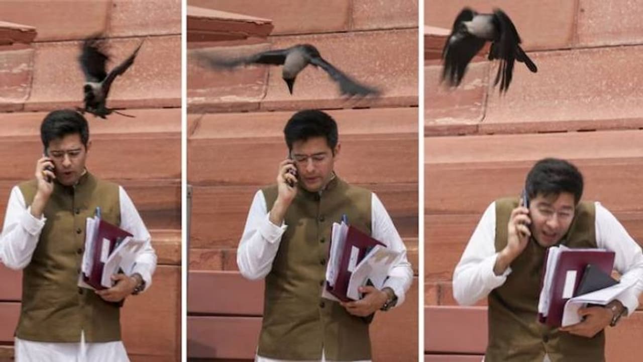 ஆம் ஆத்மி எம்.பி தலையில் தட்டிய காகம்.. பொய் சொன்னா இதுதான் நடக்கும் என பாஜக கிண்டல்