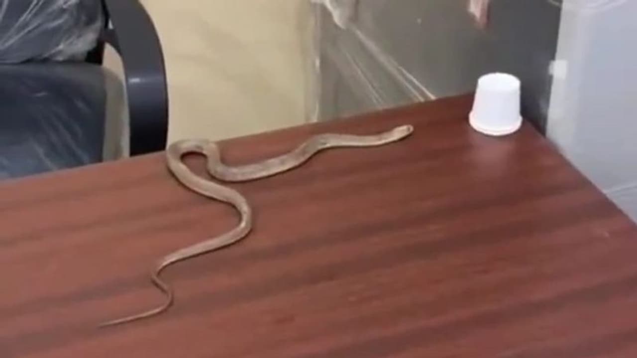 జీహెచ్ఎంసీ కార్యాలయంలో పాముతో నిరసన..