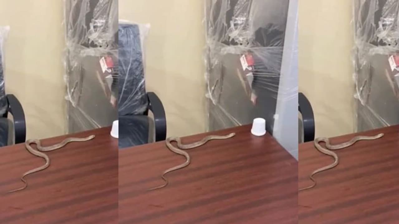 ஐதராபாத்தில் புகார் அளித்தும் பலனில்லாததால், பாம்புடன் வந்து போராட்டத்தில் ஈடுபட்ட நபர்! ஐதராபாத்தில் புகார் அளித்தும் பலனில்லாததால், பாம்புடன் வந்து போராட்டத்தில் ஈடுபட்ட நபர்!