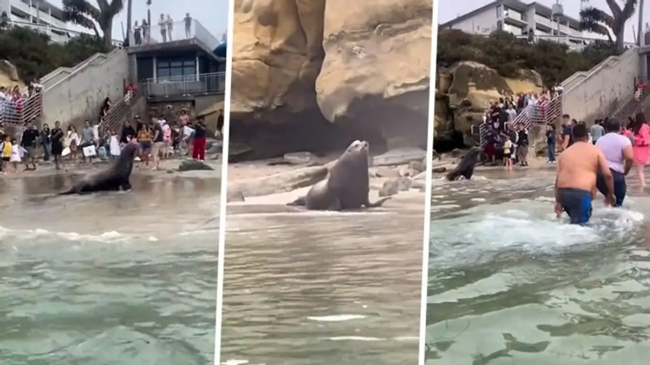 WATCH: Charging sea lions startle beachgoers at San Diego's La Jolla Cove; video goes viral WATCH: Charging sea lions startle beachgoers at San Diego's La Jolla Cove; video goes viral