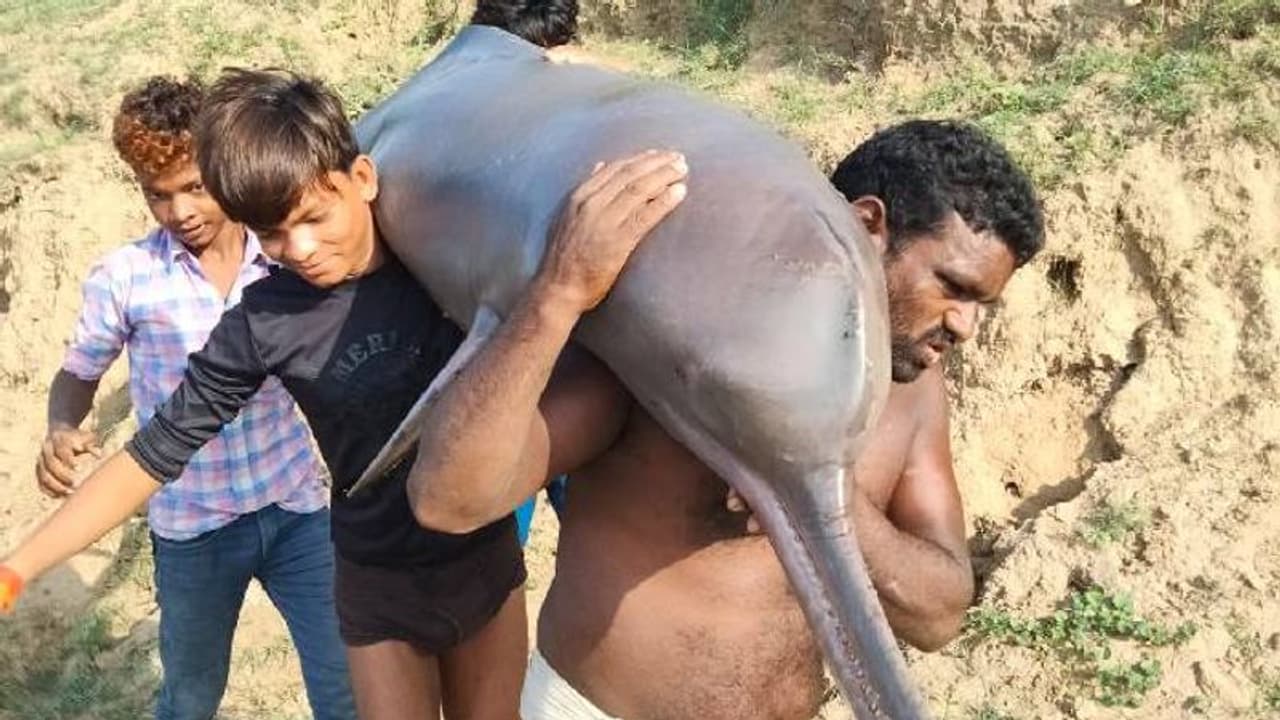 യമുനയിൽ നിന്നും ഡോൾഫിനെ പിടിച്ച് പാകം ചെയ്ത് കഴിച്ചു, നാലുപേർക്കെതിരെ കേസ്