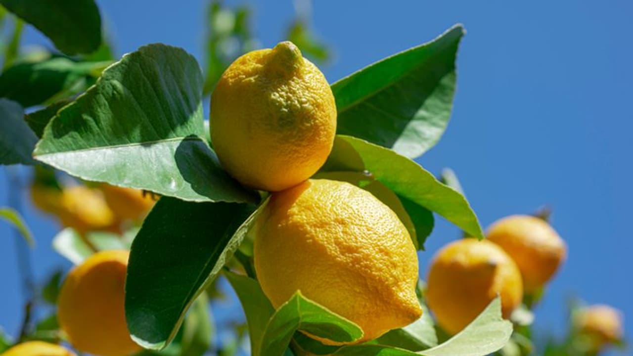 ಮೈಸೂರು: ವೈವಿಧ್ಯಮ ಹಣ್ಣುಗಳ ಬೆಳೆ ರೈತ ಮಹಿಳೆಗೆ ಹಣದ ಹೊಳೆ..! ಮೈಸೂರು: ವೈವಿಧ್ಯಮ ಹಣ್ಣುಗಳ ಬೆಳೆ ರೈತ ಮಹಿಳೆಗೆ ಹಣದ ಹೊಳೆ..!