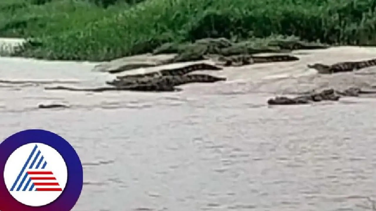 ರಾಯಚೂರು: ಕೃಷ್ಣ ನದಿ ದಡದಲ್ಲಿ ಮೊಸಳೆಗಳ ಹಿಂಡು, ಆತಂಕದಲ್ಲಿ ಗ್ರಾಮಸ್ಥರು! ರಾಯಚೂರು: ಕೃಷ್ಣ ನದಿ ದಡದಲ್ಲಿ ಮೊಸಳೆಗಳ ಹಿಂಡು, ಆತಂಕದಲ್ಲಿ ಗ್ರಾಮಸ್ಥರು!