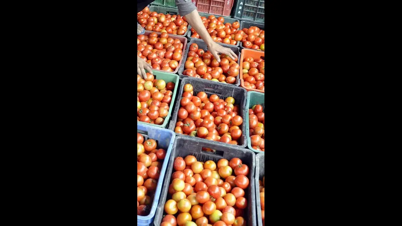 వామ్మో టమాటా.. మదనపల్లె మార్కెట్ లో రూ.196కి చేరిన ధర వామ్మో టమాటా.. మదనపల్లె మార్కెట్ లో రూ.196కి చేరిన ధర