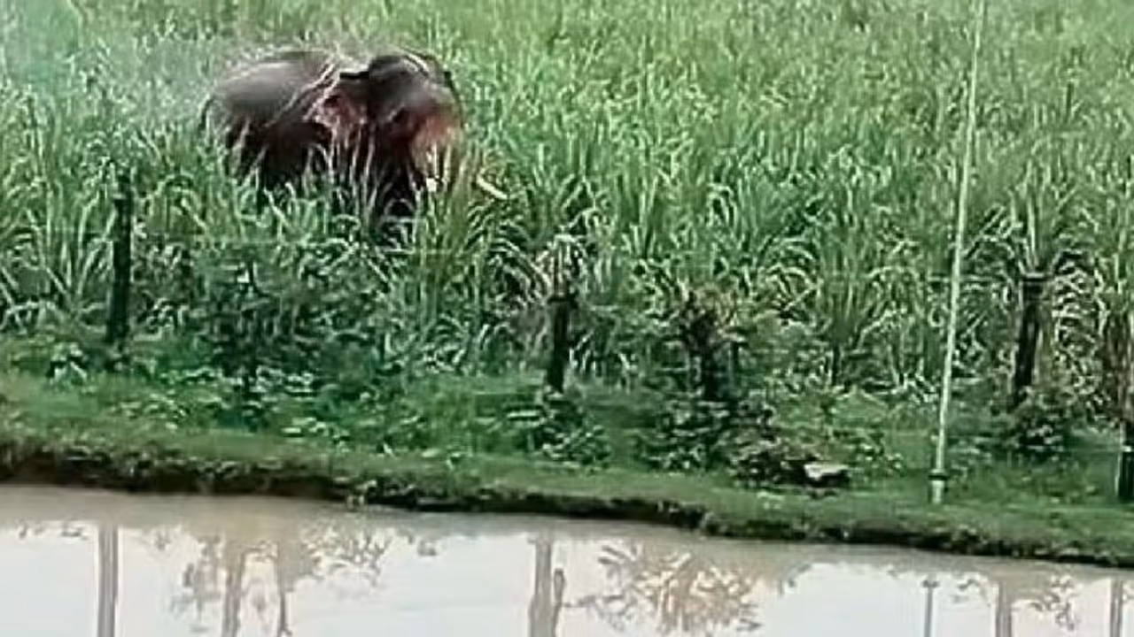 Wildlife: ಭಾಗವತಿ ಬಳಿ ಒಂಟಿ ಸಲಗದ ಕಾಟ, ಕಬ್ಬು, ಬತ್ತದ ಬೆಳೆ ನಾಶ Wildlife: ಭಾಗವತಿ ಬಳಿ ಒಂಟಿ ಸಲಗದ ಕಾಟ, ಕಬ್ಬು, ಬತ್ತದ ಬೆಳೆ ನಾಶ