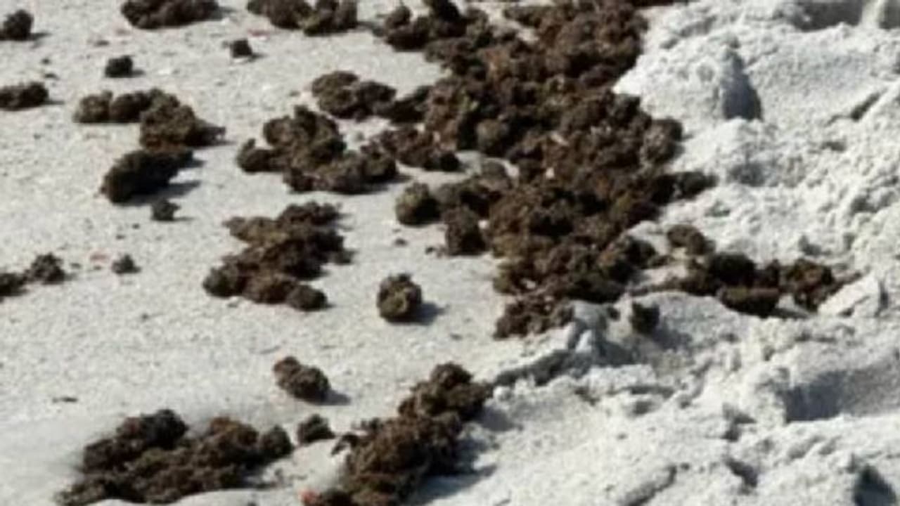 കടൽത്തീരത്തടിഞ്ഞത് കടൽപ്പായൽ എന്ന് കരുതി, എന്നാൽ ശരിക്കും കഞ്ചാവ്, തൊട്ടുപോകരുതെന്ന് പൊലീസ്!