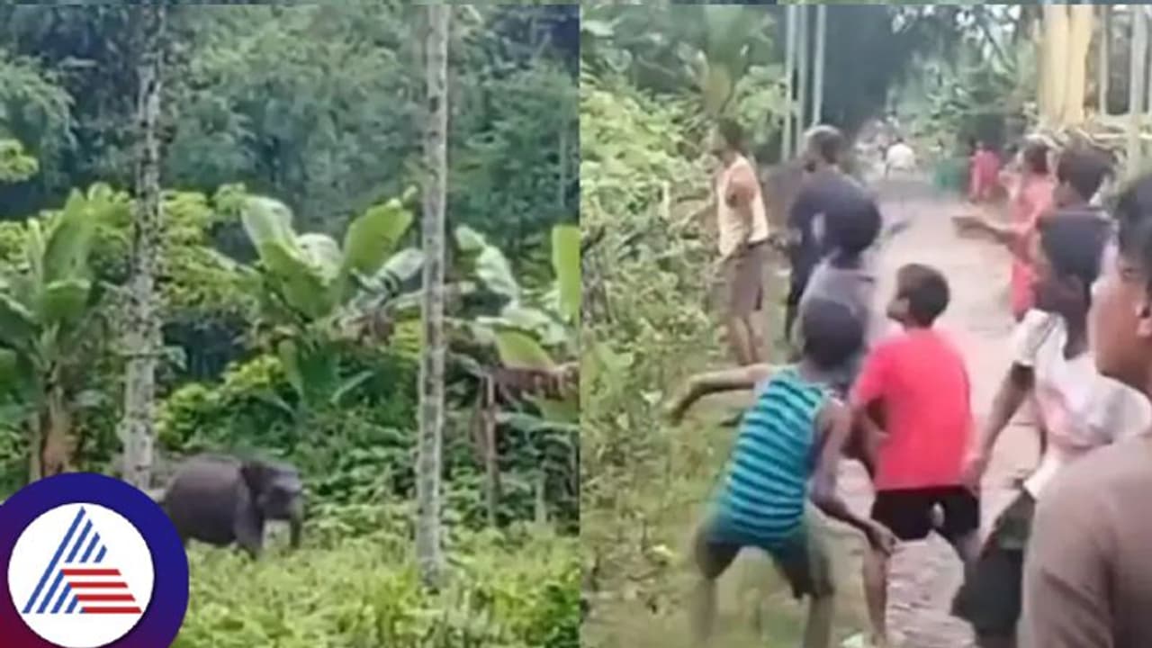 ಮಾನವೀಯತೆ ಮರೆತ ಮನುಜ..ತಾಯಿಯಿಂದ ಬೇರ್ಪಟ್ಟ ಮರಿಯಾನೆಗೆ ಕಲ್ಲೆಸೆದು ಹಿಂಸೆ ಮಾನವೀಯತೆ ಮರೆತ ಮನುಜ..ತಾಯಿಯಿಂದ ಬೇರ್ಪಟ್ಟ ಮರಿಯಾನೆಗೆ ಕಲ್ಲೆಸೆದು ಹಿಂಸೆ