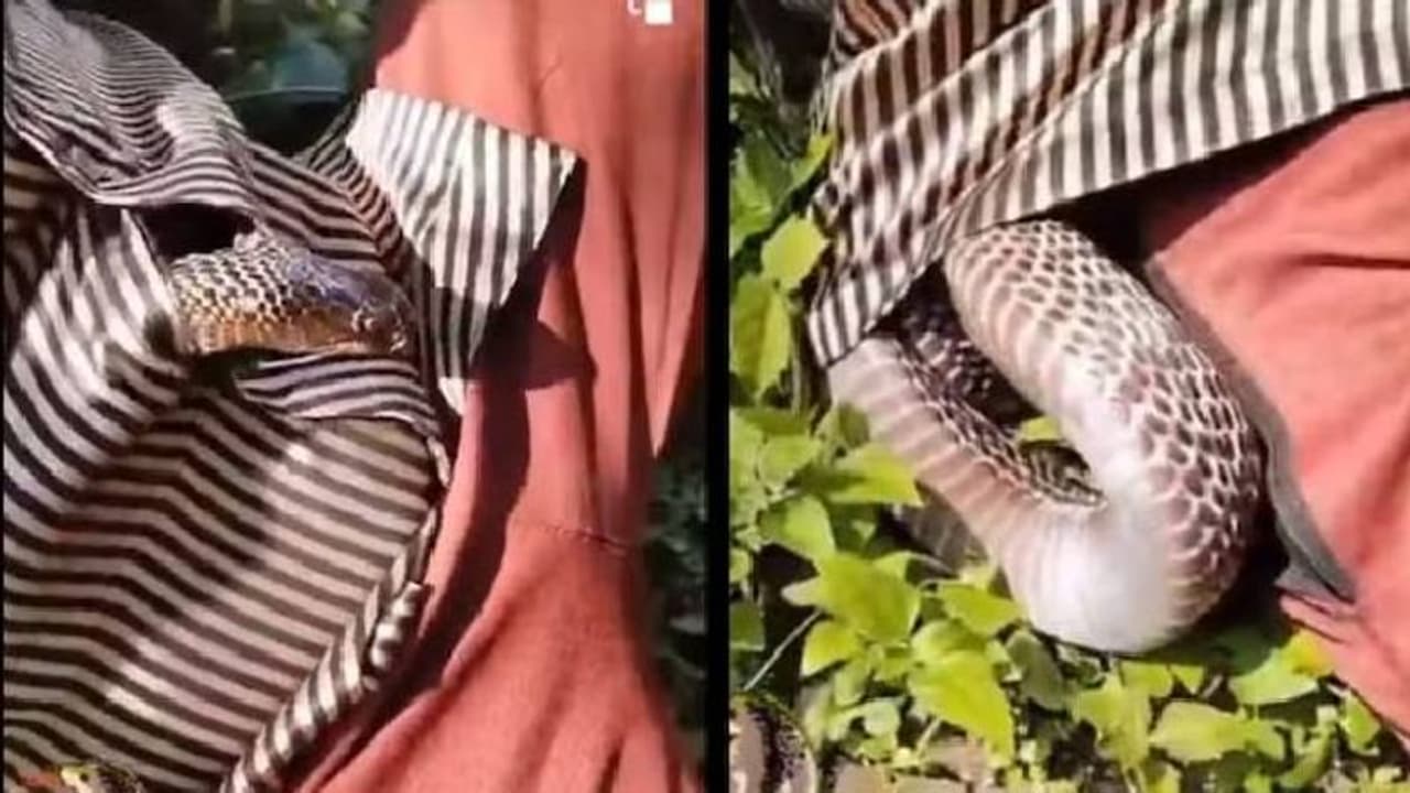 മരത്തിന് താഴെ വിശ്രമിച്ച മനുഷ്യന്റെ ഷർട്ടിനുള്ളിലൊരു വലിയ മൂർഖൻ, പിന്നെ സംഭവിച്ചത്... 