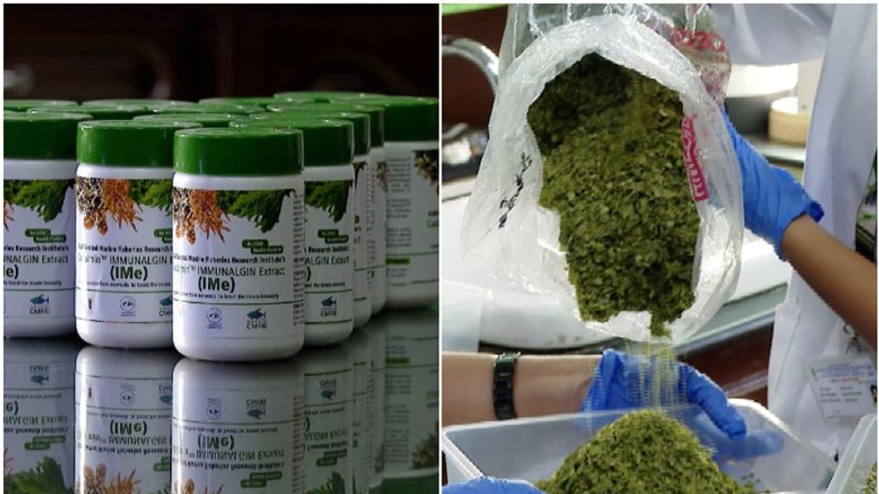 കൊവിഡാനന്തര ആരോഗ്യപ്രശ്നങ്ങളിൽ വലയുന്നോ? 3 വർഷത്തെ ഗവേഷണം വിജയം; ആശ്വാസ വാർത്ത! 'കടൽപായലിൽ പ്രതിരോധ ഗുളിക' കൊവിഡാനന്തര ആരോഗ്യപ്രശ്നങ്ങളിൽ വലയുന്നോ? 3 വർഷത്തെ ഗവേഷണം വിജയം; ആശ്വാസ വാർത്ത! 'കടൽപായലിൽ പ്രതിരോധ ഗുളിക'