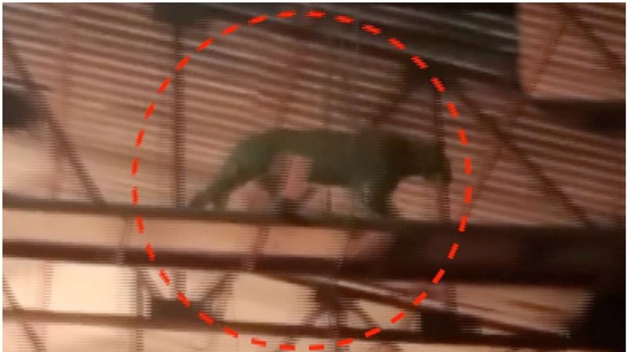 സീരിയിൽ ഷൂട്ടിംഗിനിടെ അപ്രതീക്ഷിതമായി പുലിയെത്തി, പേടിച്ച് വിറച്ച് താരങ്ങൾ; അടിയന്തര നടപടി വേണമെന്ന് ആവശ്യം