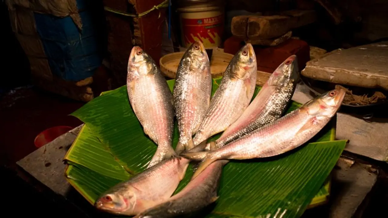 Buy Hilsa correctly to preserve it for future: 7 ways to save species 