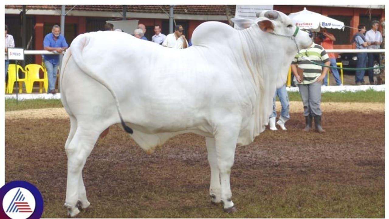 ಬ್ರೆಜಿಲ್ನಲ್ಲಿ 35 ಕೋಟಿಗೆ ಹರಾಜಾಯ್ತು ವಿಶ್ವದ ಅತ್ಯಂತ ದುಬಾರಿ ಹಸು, ಭಾರತಕ್ಕೂ ಹಸು ತಳಿಗೂ ಗತಕಾಲದ ಸಂಬಂಧ! ಬ್ರೆಜಿಲ್ನಲ್ಲಿ 35 ಕೋಟಿಗೆ ಹರಾಜಾಯ್ತು ವಿಶ್ವದ ಅತ್ಯಂತ ದುಬಾರಿ ಹಸು, ಭಾರತಕ್ಕೂ ಹಸು ತಳಿಗೂ ಗತಕಾಲದ ಸಂಬಂಧ!