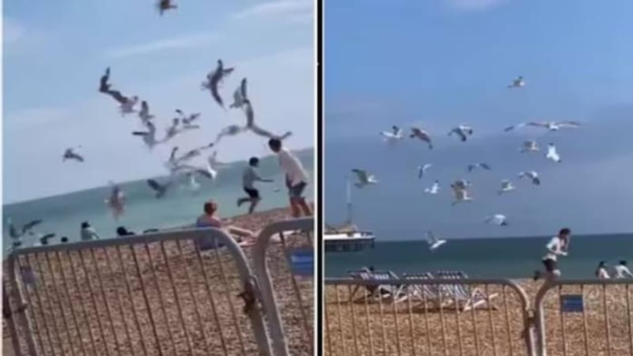 യുവാവിന്റെ പിന്നാലെ വിടാതെ പറന്ന് കടൽക്കാക്കക്കൂട്ടം, കാരണം ഇത്...