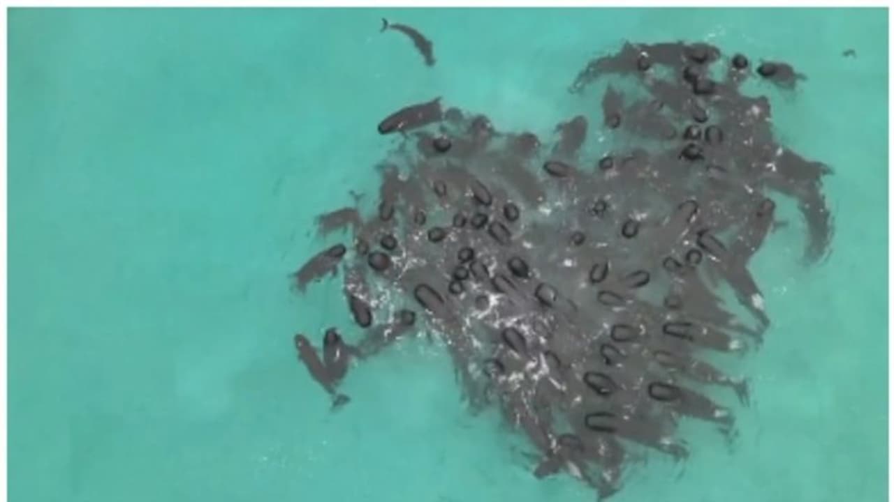 തീരത്ത് അടിയും മുമ്പ് ഹൃദയത്തിന്‍റെ ആകൃതിയില്‍ രൂപം തീര്‍ക്കുന്ന തിമിംഗലങ്ങള്‍ !