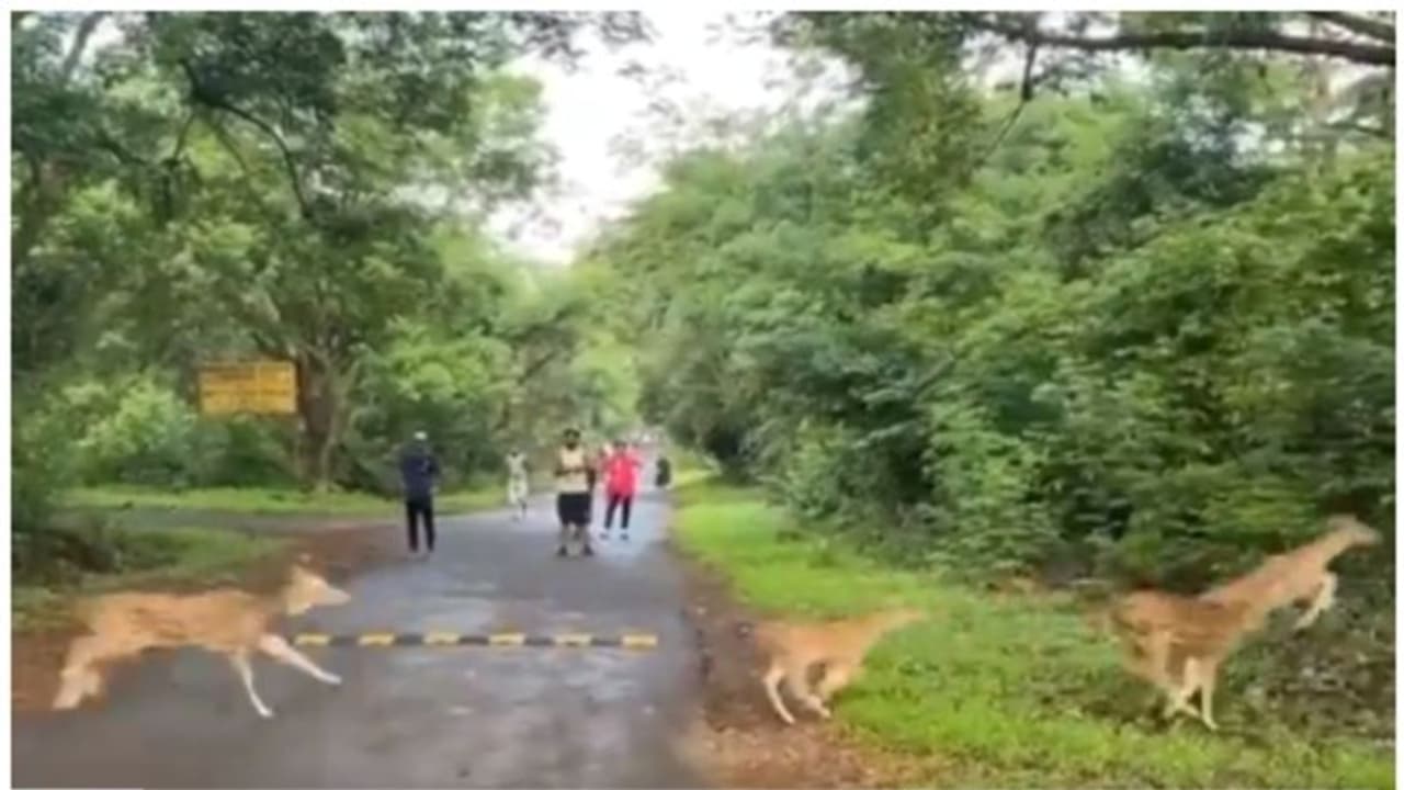 എണ്ണാമെങ്കില്‍ എണ്ണിക്കോ; സന്ദര്‍ശകര്‍ക്ക് മുന്നിലൂടെ ഓടിപ്പോകുന്ന മാന്‍ കൂട്ടത്തിന്‍റെ വീഡിയോ വൈറല്‍ !