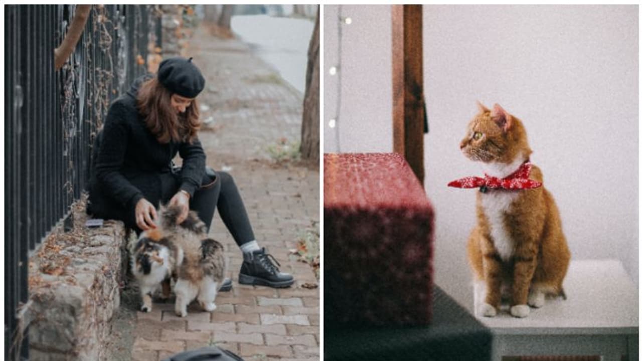 A Guide for Cat Owners: 7 essential tips for happy and healthy Cats A Guide for Cat Owners: 7 essential tips for happy and healthy Cats