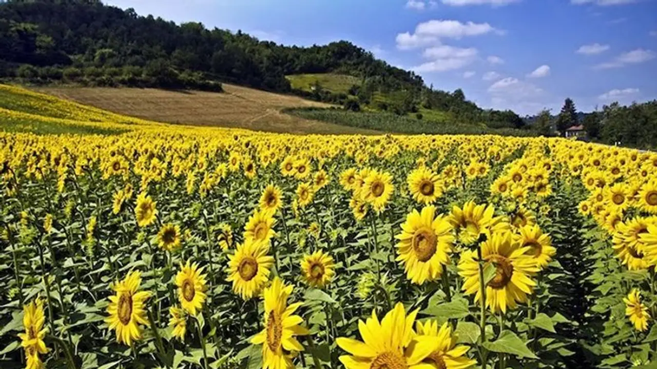 5 ways how Sunflowers are useful for your Skin 5 ways how Sunflowers are useful for your Skin