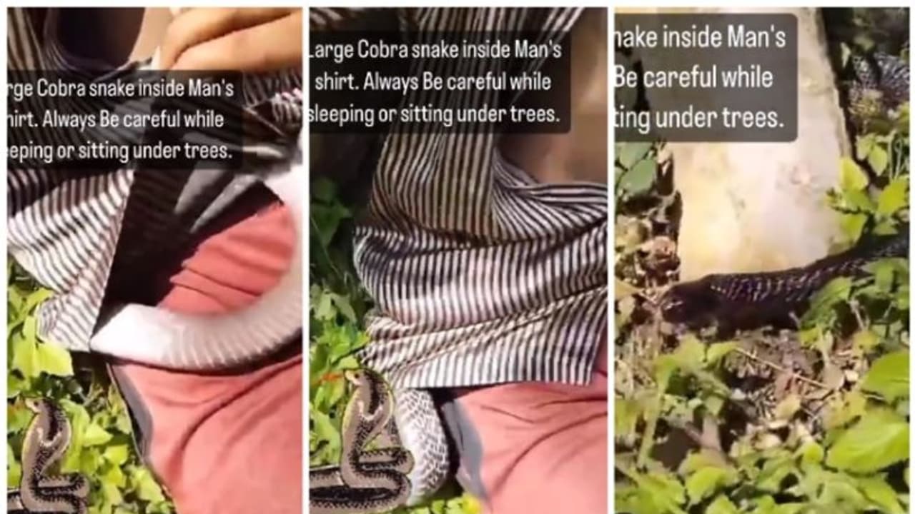 ഷര്‍ട്ടിനുള്ളില്‍ കയറിയ മൂര്‍ഖന്‍ പാമ്പ്; ഭയത്തോടെ മാത്രം കാണാവുന്ന വീഡിയോ !
