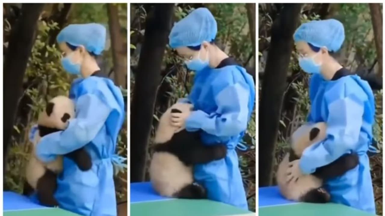 താഴെ വീണ തന്നെ എടുത്ത പരിപാലകയോട് കെട്ടിപ്പിടിക്കാൻ ആവശ്യപ്പെട്ടുന്ന കുഞ്ഞു പാണ്ടയുടെ വീഡിയോ വൈറല്‍ 