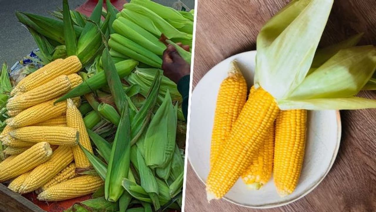 Heart health to Weight management: 5 health benefits of Corn Heart health to Weight management: 5 health benefits of Corn