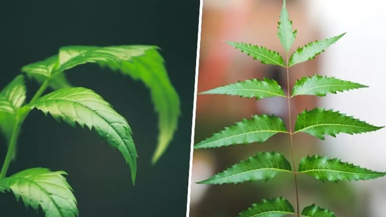 Immunity booster to anti parasitic properties: 5 medicinal benefits of Neem Immunity booster to anti parasitic properties: 5 medicinal benefits of Neem