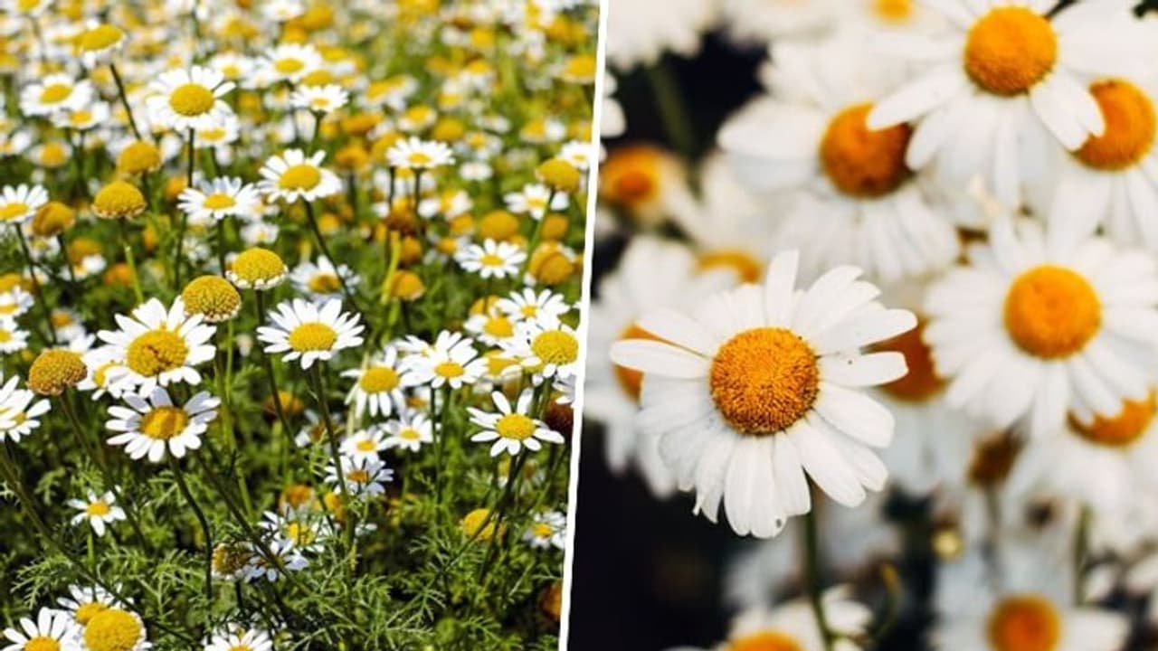 Anxiety reduction to immunity booster: 5 medicinal benefits of Chamomile Anxiety reduction to immunity booster: 5 medicinal benefits of Chamomile