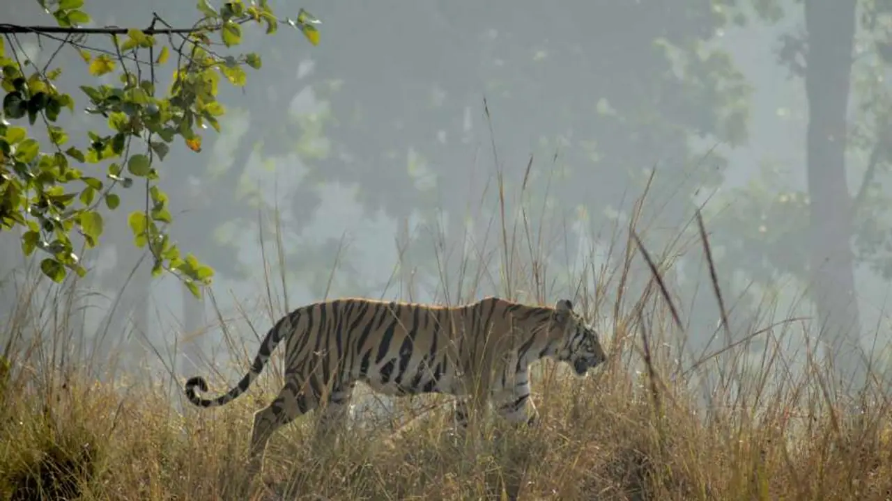 5 must visit National Parks in India for Tiger sighting 5 must visit National Parks in India for Tiger sighting