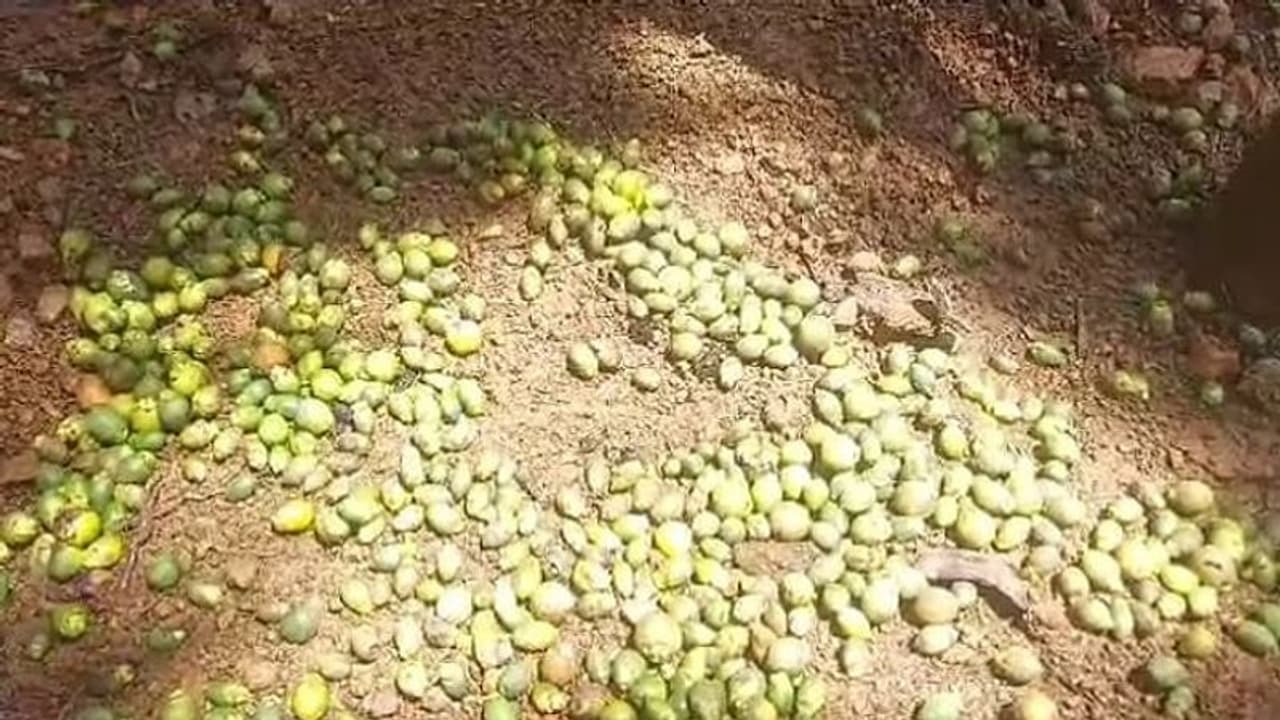 ಉತ್ತರಕನ್ನಡ: ಅಡಿಕೆ ಬೆಳೆಗೆ ಕಂಟಕವಾದ ಮಳೆ, ಕಂಗಾಲಾದ ರೈತ..!