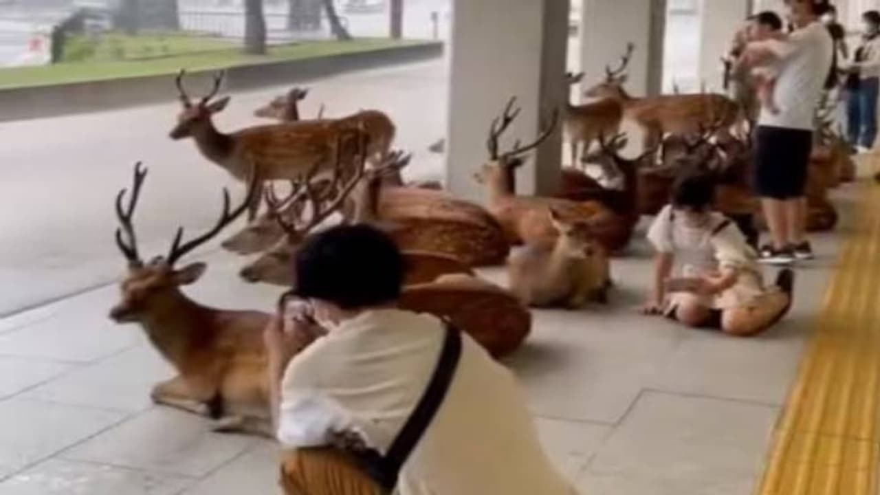 മഴയിൽ ഒരേയിടത്ത് അഭയം തേടി മാനും മനുഷ്യരും, അതിമനോഹരം ഈ കാഴ്ച