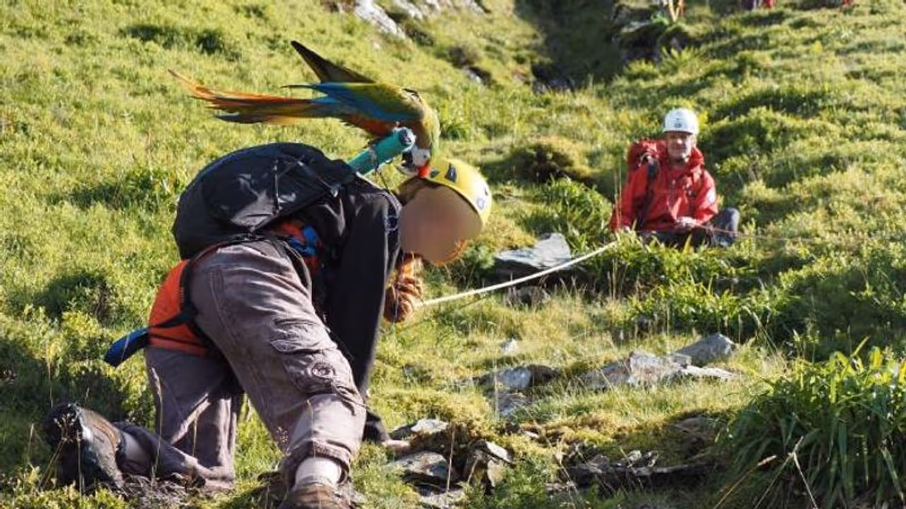 തത്തയെ രക്ഷിക്കാൻ പാറ കയറി യുവതി, തത്ത പറന്ന് താഴെയെത്തി, യുവതിയെ രക്ഷിക്കാൻ റെസ്ക്യൂ ടീം തത്തയെ രക്ഷിക്കാൻ പാറ കയറി യുവതി, തത്ത പറന്ന് താഴെയെത്തി, യുവതിയെ രക്ഷിക്കാൻ റെസ്ക്യൂ ടീം