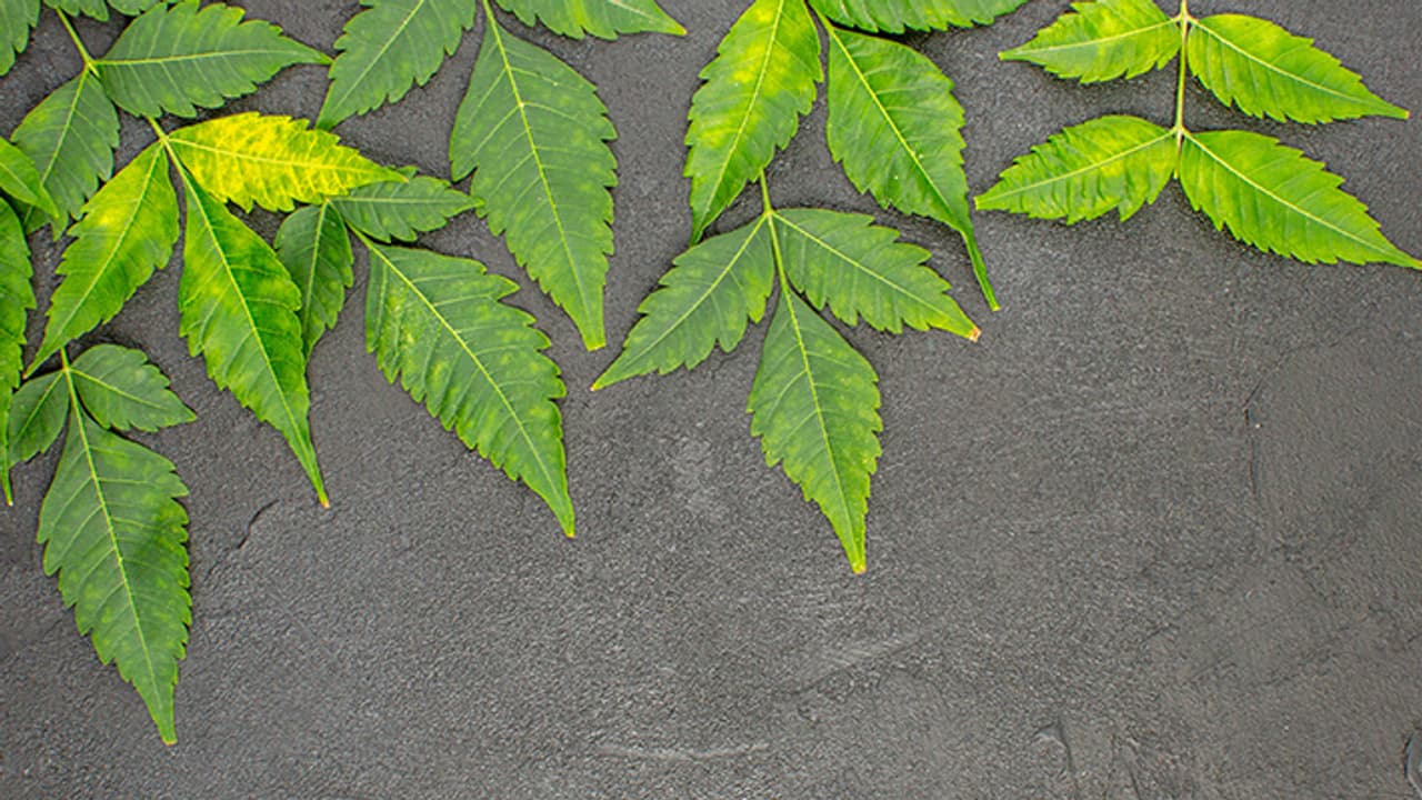 5 medicinal benefits of Neem in hindi 5 medicinal benefits of Neem in hindi