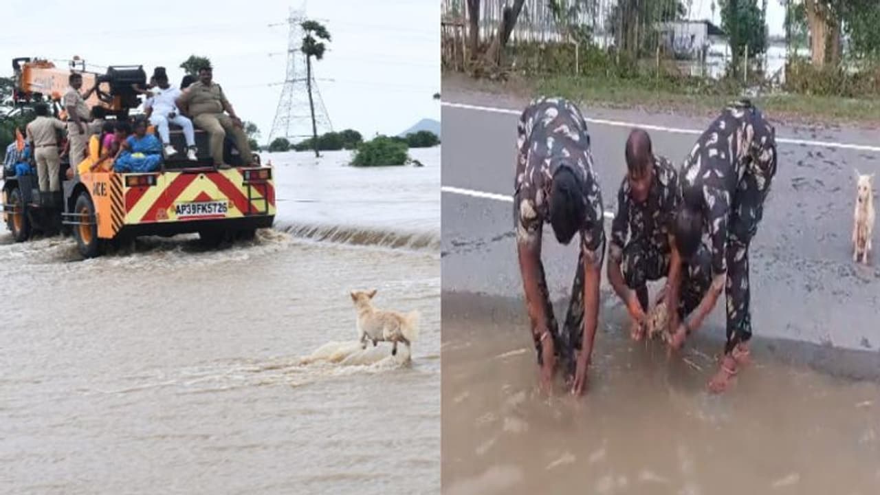 అమ్మ ప్రేమంటే ఇదే.. తన పిల్లలను కాపాడమని తల్లి కుక్క ఆవేదన.. ఏపీ పోలీసుల సాయం..(వీడియో)
