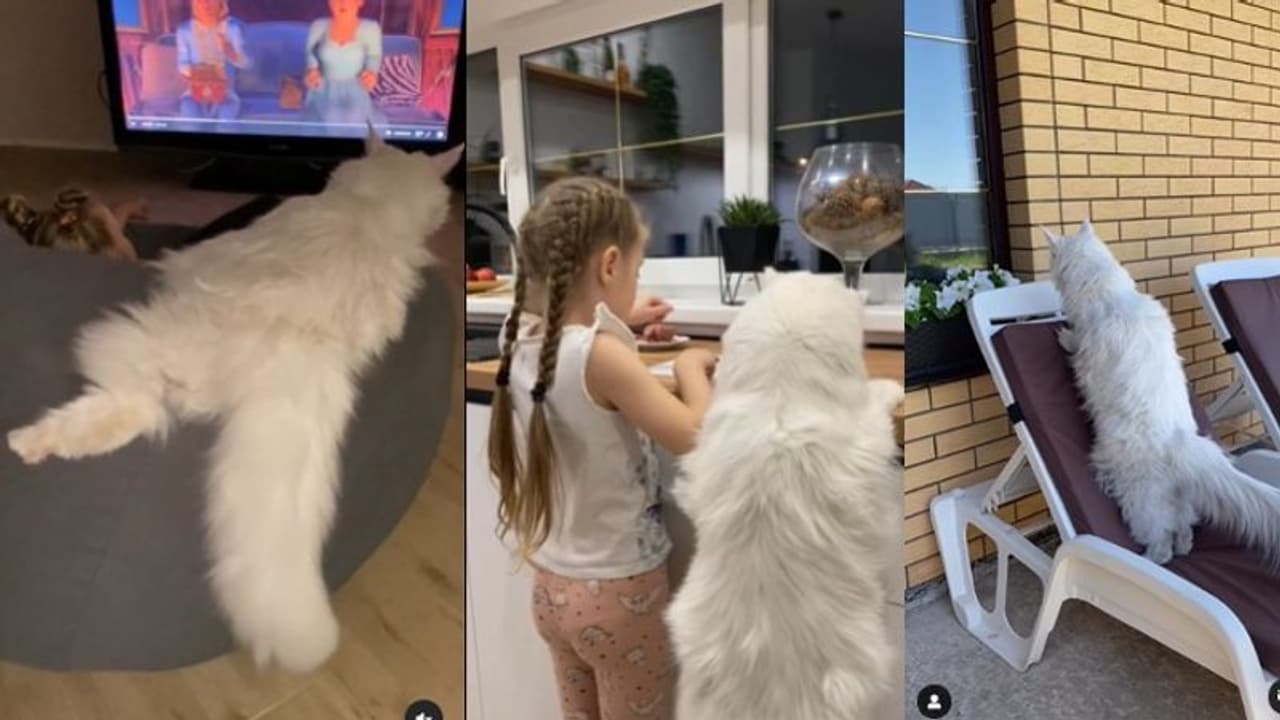 4 ವರ್ಷದ ಹುಡುಗಿಯಷ್ಟೇ ಎತ್ತರದ ಮರ್ಜಾಲ :ಇಲ್ಲಿದೆ ನೋಡಿ ವಿಶ್ವದ ಅತೀ ಉದ್ದದ ಬೆಕ್ಕು