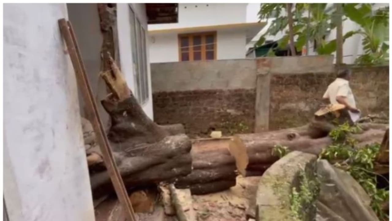 വെട്ടിക്കൊണ്ടിരിക്കെ പുളിമരം അപ്രതീക്ഷിതമായി മറുവശത്തേക്ക് വീണു, വീട്ടമ്മയ്ക്ക് ദാരുണാന്ത്യം വെട്ടിക്കൊണ്ടിരിക്കെ പുളിമരം അപ്രതീക്ഷിതമായി മറുവശത്തേക്ക് വീണു, വീട്ടമ്മയ്ക്ക് ദാരുണാന്ത്യം