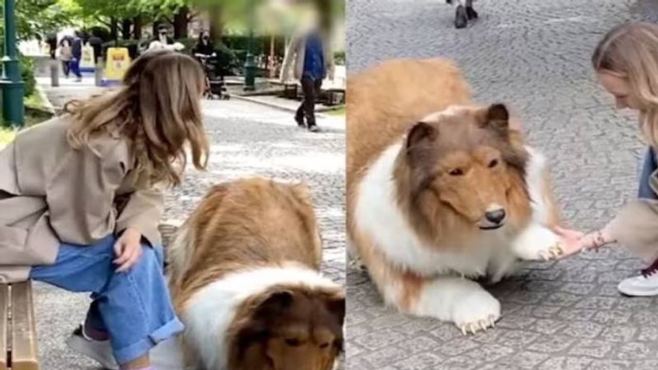 Viral video: നായവേഷത്തിന് വേണ്ടി 12 ലക്ഷം മുടക്കിയയാൾ അതേ വേഷത്തിൽ ആദ്യമായി പുറത്തേക്ക്