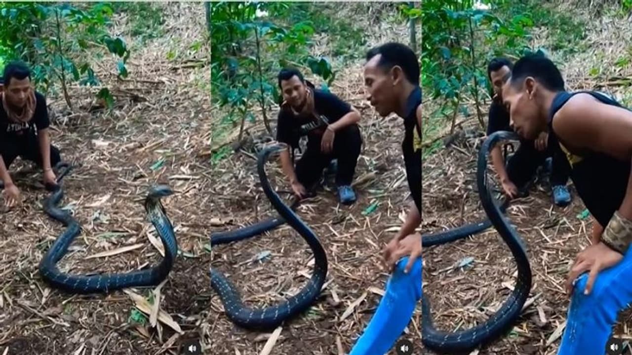 వార్నీ.. కింగ్ కోబ్రాతోనే గేమ్స్.. తికమక పెట్టి, కాటునుంచి తప్పించుకుంటూ.. ఒళ్ళు జలదరించే ఫీట్...వీడియో వైరల్ వార్నీ.. కింగ్ కోబ్రాతోనే గేమ్స్.. తికమక పెట్టి, కాటునుంచి తప్పించుకుంటూ.. ఒళ్ళు జలదరించే ఫీట్...వీడియో వైరల్