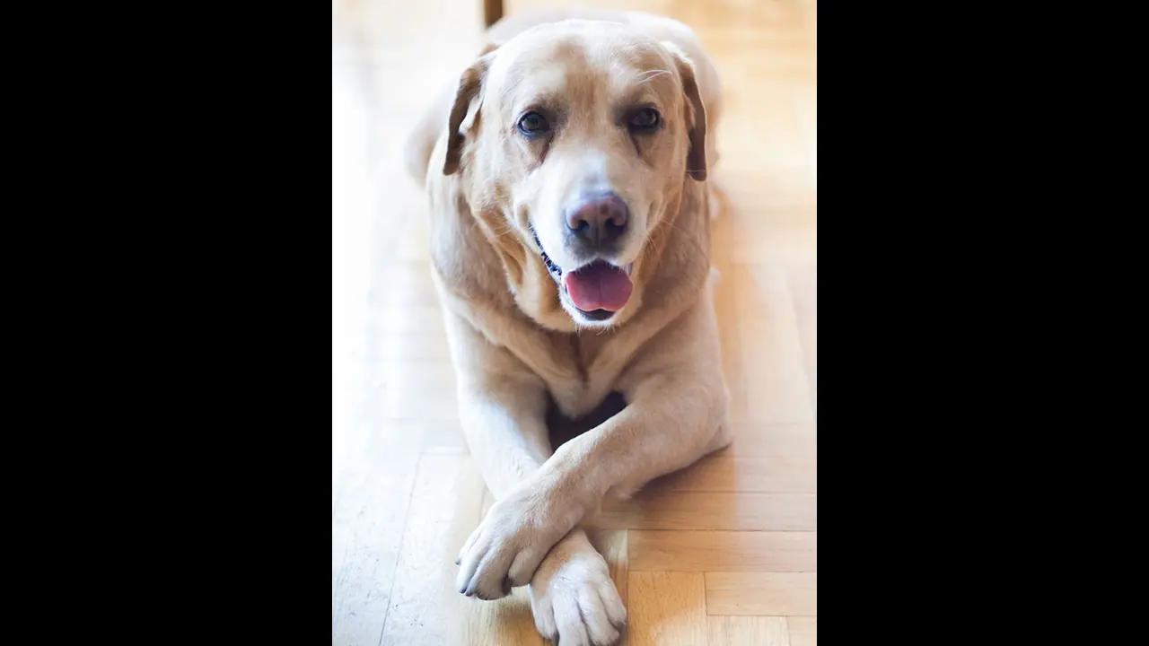 இந்த விலங்கு உங்கள் கிரக தோஷங்கள் விலகுமாம்...ஜோதிட பலன்களை கேட்டால் ஆச்சரியப்படுவீர்கள்..!! இந்த விலங்கு உங்கள் கிரக தோஷங்கள் விலகுமாம்...ஜோதிட பலன்களை கேட்டால் ஆச்சரியப்படுவீர்கள்..!!